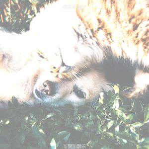 微妙的小猫心情