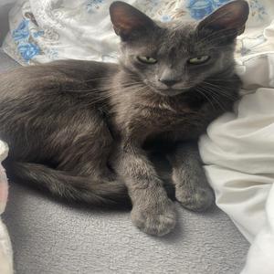 TehnologiaFuraVIETI (feat. mxteibih*)