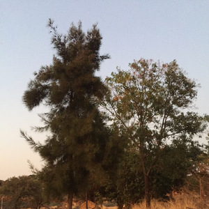 PORQUE SOMOS NOVIOS.7