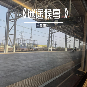 《迷途候鸟》