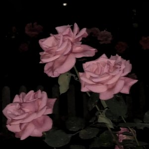 秋夜的哀愁 2024