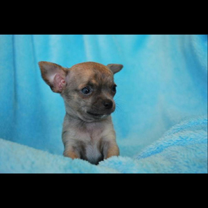 Big Chihuahua