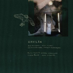 Gavilán