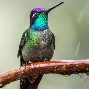 Colibrí