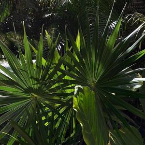 Rather Be VS Without Me