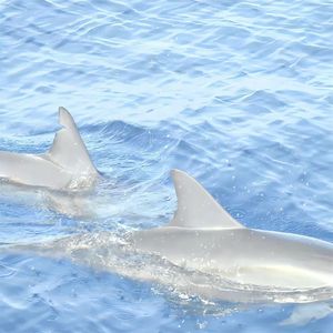 梦中总是 泪眼望