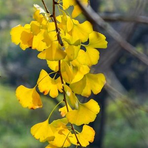 折旧率的回音 (1)