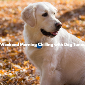 Dashing Reading Focus