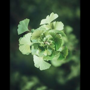 Princess(Cover：XMASwu(吴骜)) (我的女孩)