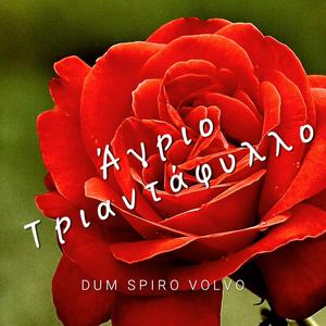 Άγριο Τριαντάφυλλο