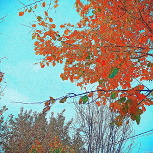 Вишневоедрево