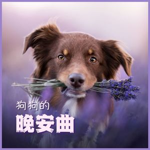 讓狗狗安靜下來