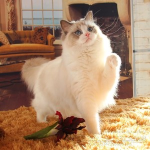 又是艳阳天（翻自 郭静/韦礼安）