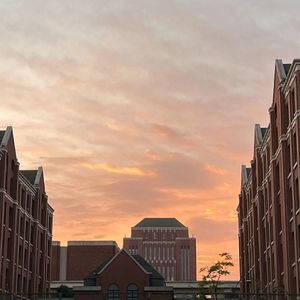 一颗会开花的树