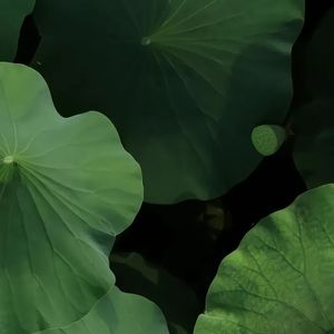 量子云上的摇篮曲