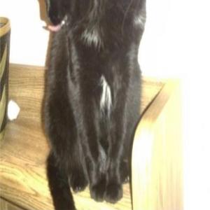 our sons still get sacrificed (feat. akoge)