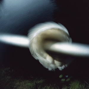 Swore (Emerald Press)