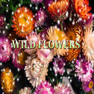 Wild Flowers