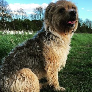 棉花糖之舞 (八音盒)