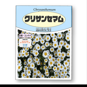 クリサンセマム