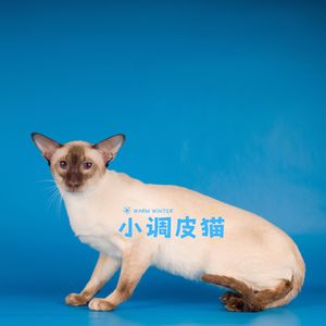 小调皮猫 (猫咪音乐)