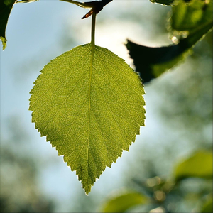 Visa från Tunriddar