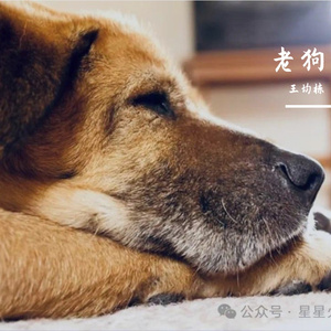 老狗