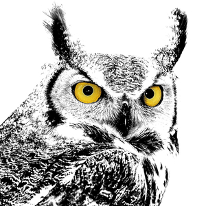 Vellos camiños de vellas àrbores