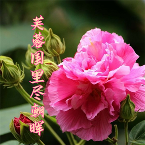 芙蓉国里尽朝晖