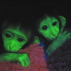 Whine Ya Waist (feat. Viss & Duulic)