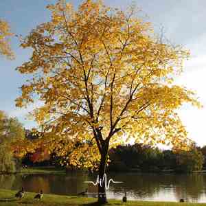 时光漫步 (催眠|抒情)