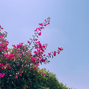 Primavera