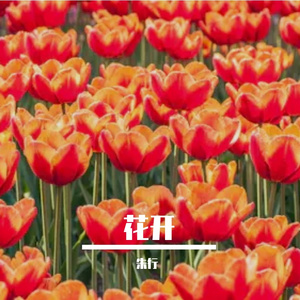 花开Prod. by Jeston