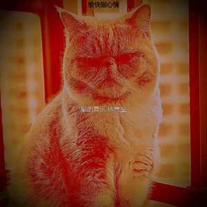 柔和的小猫时刻