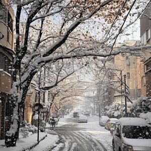 첫눈의 기억