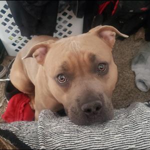 I'm a Lover, Not a Fighter