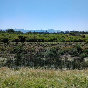 Monserrate (instrumental)