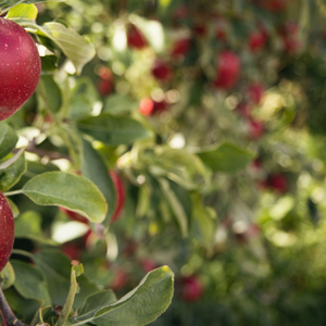 Sensommervise (Klaver Version)