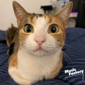 No Lie (TikTok Sped Up) (Remix)