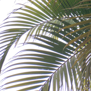 穿上裙子就是兵