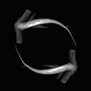 Escenario 1: Observado