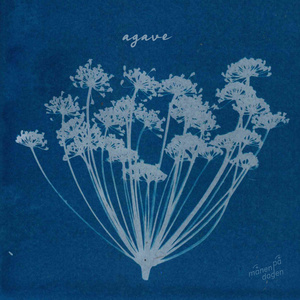 Agave