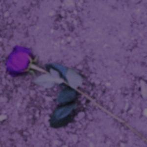 Colored Purple Roses