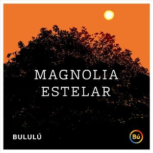 Magnolia Estelar