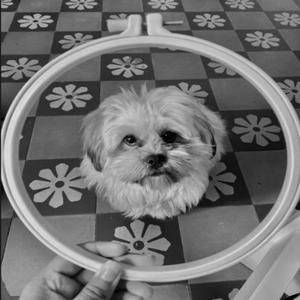 JOY (with Cantante & angxr)