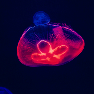 This Is The Last Stop