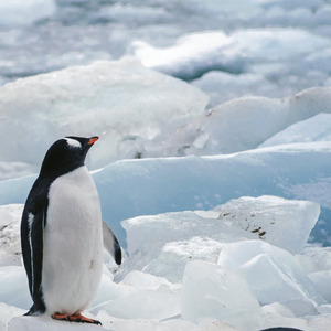 ジェットペンギン