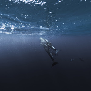 深度睡眠的呢喃 (八音盒)