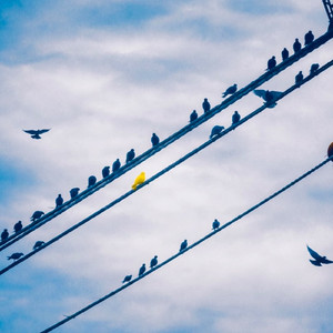 The beautiful illusion (Acoustic Version)