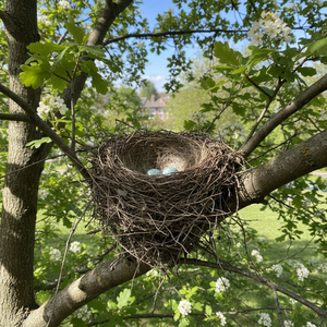 rest inside the hush